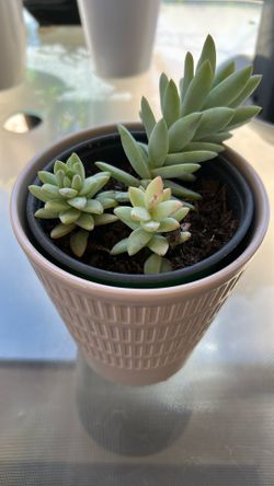 Succulent Plant