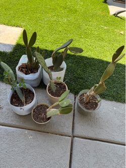Todos estos cactus por $15Coleman y Cheyenne))