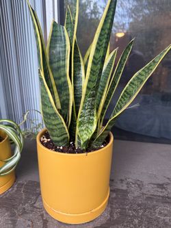 Snake Plant in Yellow Ceramic Pot