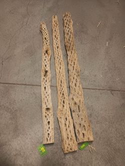 Cholla wood