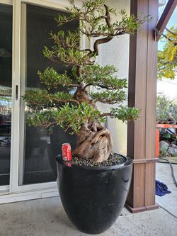 Old Australian Brush Cherry Bonsai Tree for Sale in Midway City, CA -  OfferUp