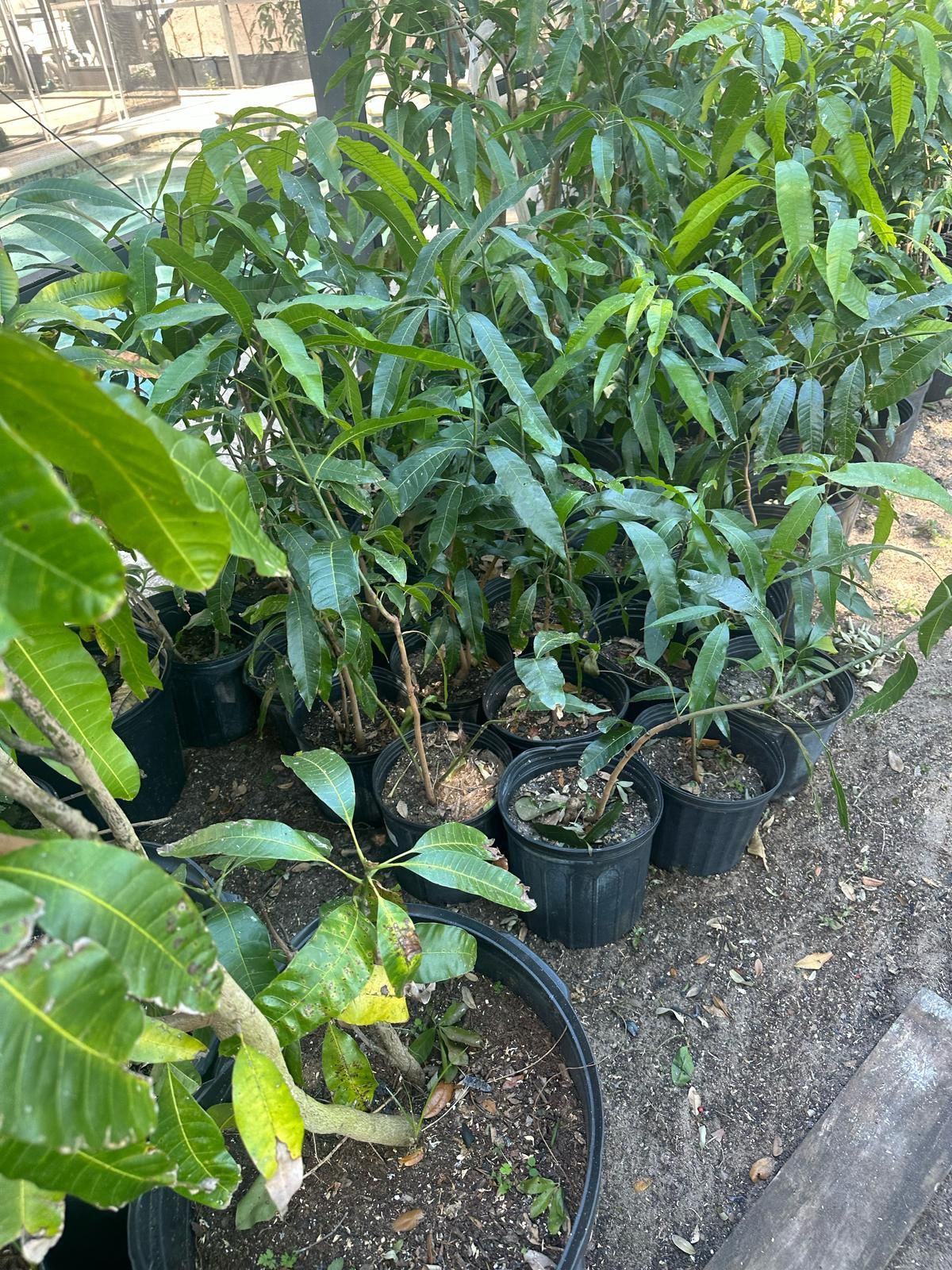 Mango Tree For Sale