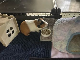 Free Guinea pig’s