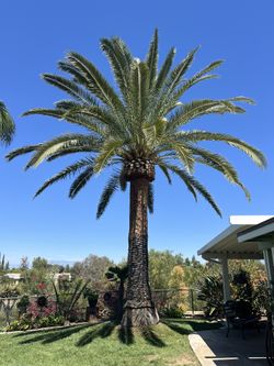 Tree Trim Palm Trim