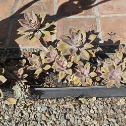 ENTIRE WINDOWBOX of SUCCULENTS 