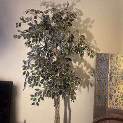Large Beautiful Silk Ficus Tree