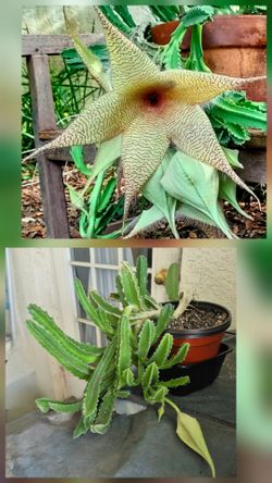 🏵 Blooming Starfish Cactus AKA Stapelia Grandiflora, Giant Zulu, Carrion Flower, Star Fish Flower