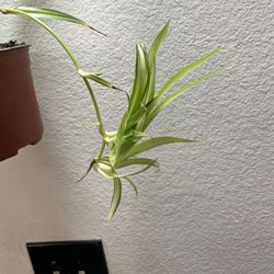 Spider Plant 