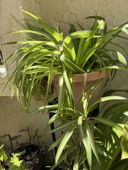 Varigated Spider Plant $10