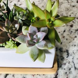 Real 8inch Succulent Arrangement Flower Plant Home Decor