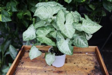 Syngonium
