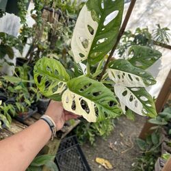 Greenhouse Open By Appointment 