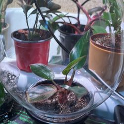 Rare Philodendron Birkin Pink 4"