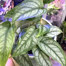 Monstera Siltipecana Plant, Very Healthy With Multiple Plants 