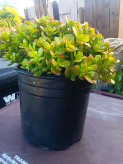 Crassula Crosby 