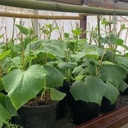 Cucumber Plants 