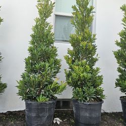 Japanese Blueberry  all sizes  available  staring $80