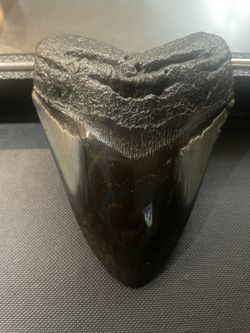 Megalodon Tooth