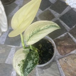 Scindapsus Mayari 