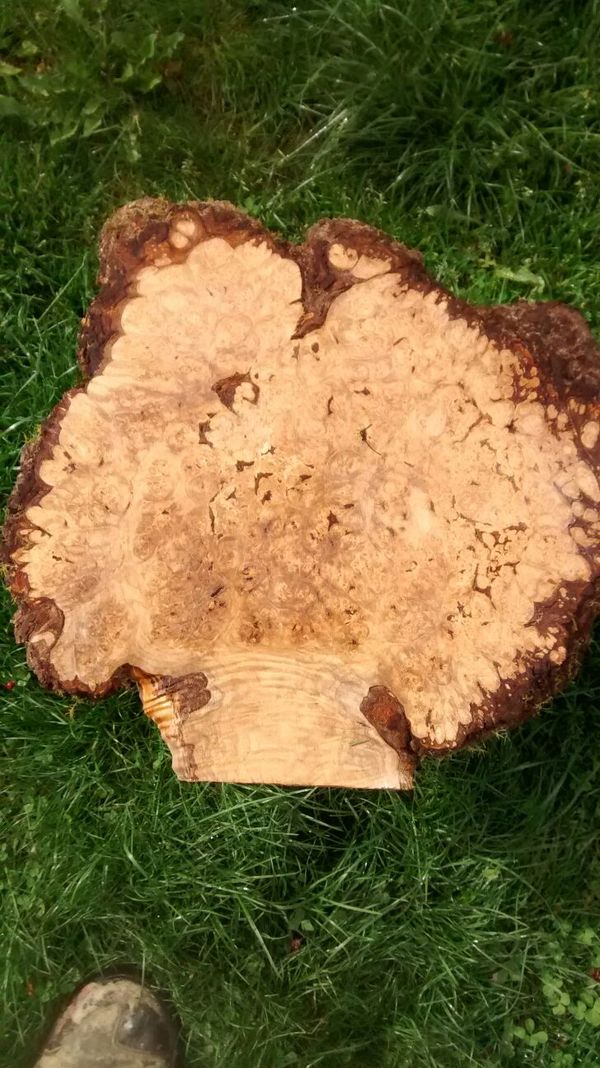 Birds eye maple Burls , for Sale in Portland, OR OfferUp