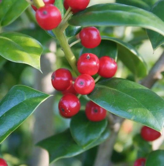 Needlepoint Holly Tree 5ft 5gallon Fully Grown