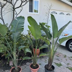 Bird Of Paradise 4 Feet 40$ Each
