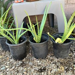 Healthy Aloe Vera Plants 