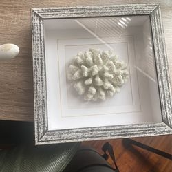 Coral Framed 