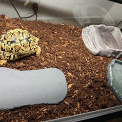 Leopard Tortoise Setup