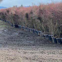 Blueberry Bushes HUGE Liberty Blueberry Bushes 