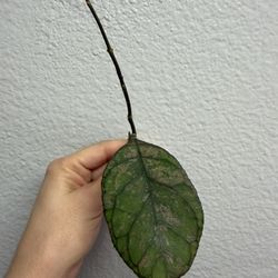 Hoya deykeae x 'Chicken Farm' Cutting 