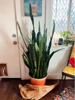 Large snake plant (Sansevieria) 4-5 ft tall with pot