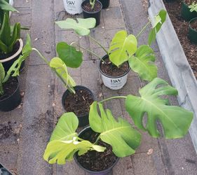 House Plant Sale -Swiss Cheese Plant - MONSTERA DELICIOSA - (Medium)