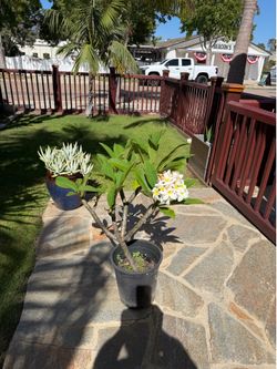 Plumeria