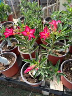 Desert Rose Pink