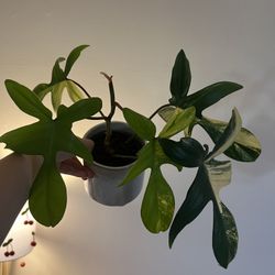 Philodendron Florida Beauty 
