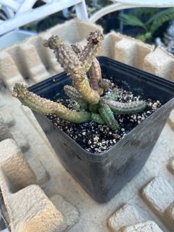 Planta