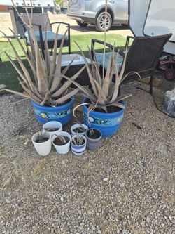 Aloe and Hand Painted Pots