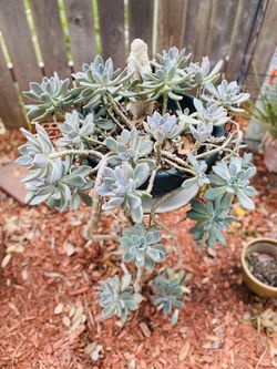 Succulents on heavy cement flower pot(stand included)$70