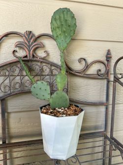 Opuntia Santa Rita Cactus Plant