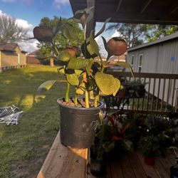 Fully rooted plant cuttings