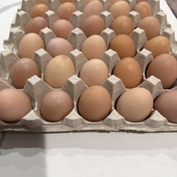 Fresh Eggs 