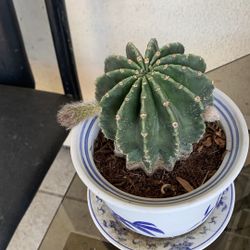 Cactus Pot 28$
