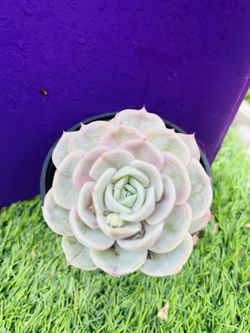 Echeveria 'Blue Surprise', Live Rooted , get 2 free succulent cuttings