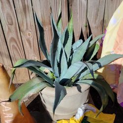 Agave Plat 