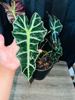 Plant