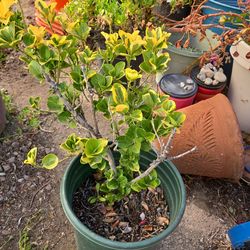 2 plants 10.00 each