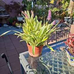 Very Healthy 1 1/2 Gallon  Pot Full Of Plant With Pink And Purple Flowers