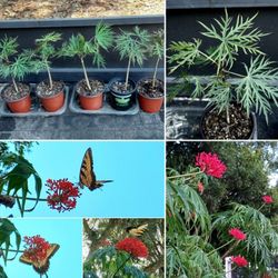 🌺Young Tropical Coral Plant / Jatropha Multifida- 10" Tall *Butterfly Attractors