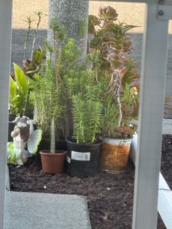 Free succulent plant